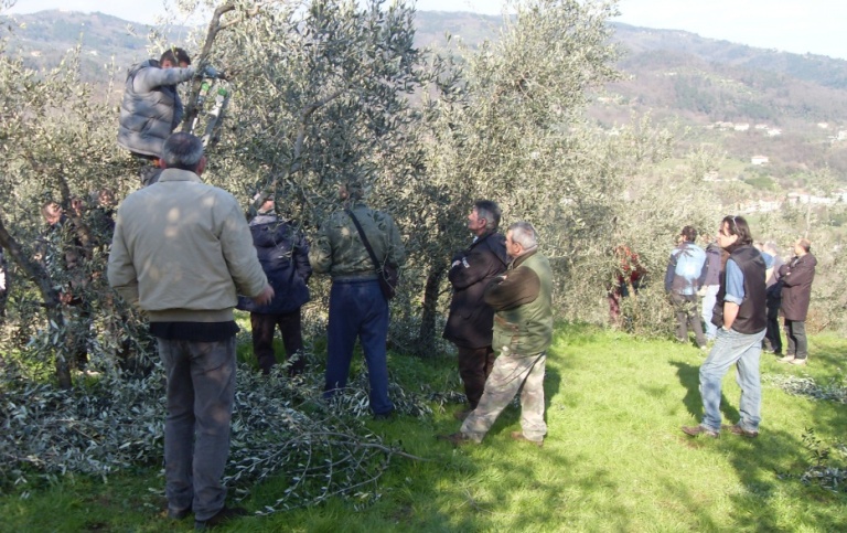 Corso potatura